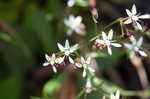 Michaux's saxifrage